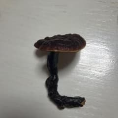 霊芝 置物 天然 標本 飾り物のサムネイル