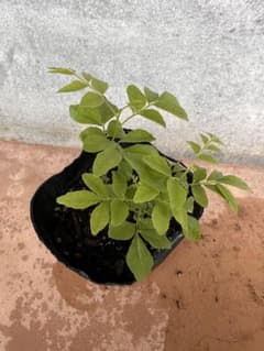 無農薬　カレーリーフ　小苗のサムネイル