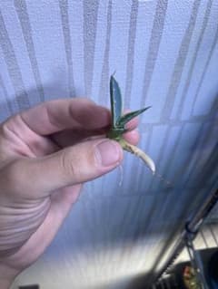 おやっとさ〜様専用のサムネイル