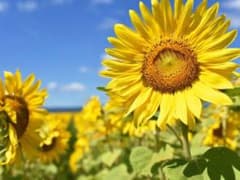 ACさん専用のサムネイル