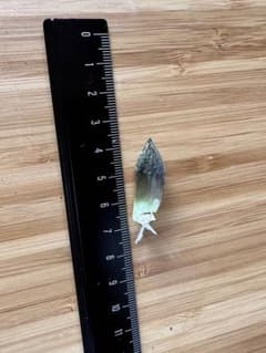 ハオルチア 闇の森 葉挿し 発根済み ① - メルカリ