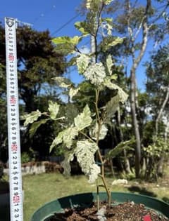 斑入り ブナ ぶな 山毛欅 植物 盆栽 山野草 | Mercari