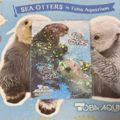 鳥羽水族館 コレクションカード ラッコ ロイズ メイ m85811089179_1.jpg?1774101307