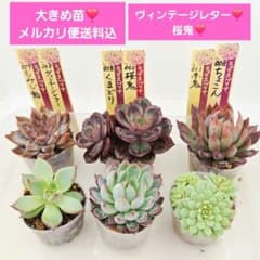 ポ*イ様 ㊵大きめ苗! ヴィンテージレター❣️桜鬼❣️ちょこん❣️発根