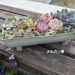 多肉植物寄せ植えそのまま飾れる - メルカリ