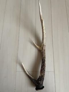 エゾシカの角 約60cm 天然物 - メルカリ