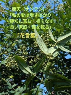 南天（ナンテン）実物・葉物・枝付き 「福をなす・良い家庭・難を転るのサムネイル