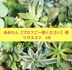 コロンタ ★プロフご一読ください★様おまとめ２点 ma(プロフィール一読頂けますと幸いです様 リクエスト 2点 まとめ商品