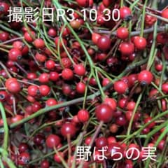 野ばらの実　約20センチ　50本  R3.10.30採取のサムネイル