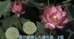 t*u様 葉が展開した蓮の苗　2つ＋補償苗1つ　数量限定のサムネイル