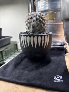 サボテン コピアポア Copiapoa cinerea　黒王丸　valiem