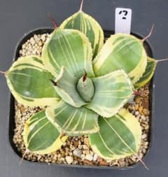 アガベ パリートランカータ ライムストリーク 美株 No.17 - メルカリ