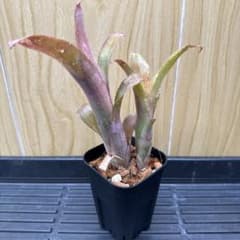#15 Billbergia 'Tequila Sunset' 2株セットのサムネイル