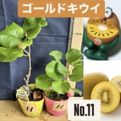 ゴールドキウイ　雄雌セット　No.11のサムネイル