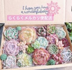 A. 多肉植物カット苗詰め合わせ♡ 寄せ植えセットのサムネイル