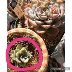 多肉植物　優木園　月輪　抜き苗のサムネイル