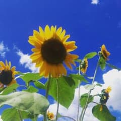 MINT様専用のサムネイル