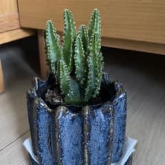 限定商品‼️❤️【大人気観葉植物】❤️電磁波吸収サボテン　極太セレウスサボテンカット苗 ❤️【観葉植物】❤️電磁波吸収サボテン セレウスサボテン 抜き苗