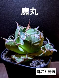 写真現品|極上ボールタイプ】アガベ チタノタ 魔丸 発根済み（鉢ごと