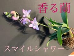 香る蘭 苗 スマイルシャワー 洋蘭 蘭 デンドロキンギアナム 抜き苗のサムネイル