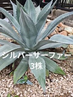 アガベ シルバーサーファー 3株 アメリカーナ ファンキートゥース