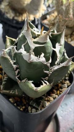アガベ　オアハカ　子株 Agave アガベ オアハカ 子株 - メルカリ