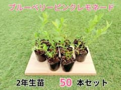 ブルーベリー苗　ピンクレモネード　50本セットのサムネイル