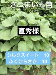 さつまいも苗　しるく　ふくむらさきのサムネイル