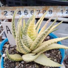 多肉植物 ハオルチア 錦 抜き苗カキ仔 - メルカリ