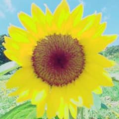 nami様専用のサムネイル