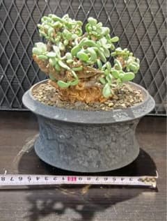 ゆ*様 ケラリア　ピグマエア　現地球のサムネイル