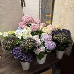 【特選】　アジサイ　5種6鉢 紫陽花　紫紺のゆらぎ　妖精の羽音 特選】 アジサイ 5種6鉢 紫陽花 紫紺のゆらぎ 妖精の羽音 - メルカリ