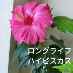 ロングライフハイビスカス 苗 - メルカリ