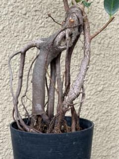 ガジュマル盆栽のサムネイル