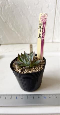 青鬼③ 微根 おらいさん ミックスベリア 発根済み 多肉植物 - メルカリ