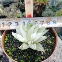 多肉植物 　旧氷砂糖 錦　抜き苗 多肉植物 旧氷砂糖 錦 抜き苗 - メルカリ