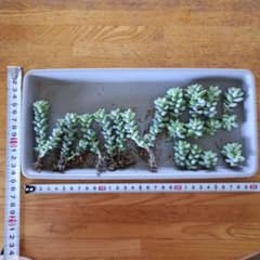 ビアホップ ゆうゆうメルカリ便 根付き抜き苗 カット苗 寄せ植えセット - 3