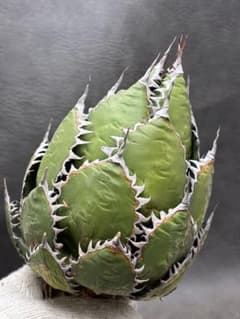 アガベ ホリダ 極上株 極上強刺 Agave horrida 球状株 - メルカリ