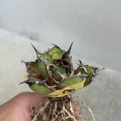 アガベ　チタノタシーザー③のサムネイル