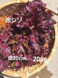 新鮮 赤紫蘇 束のサムネイル