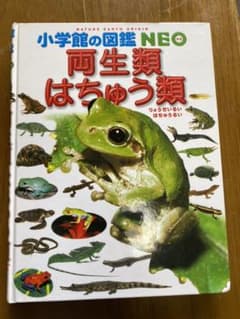 両生類 はちゅう類のサムネイル