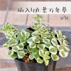 多肉植物【斑入り丸葉万年草】セダム ポットごと or 抜き苗 6㎝ポット