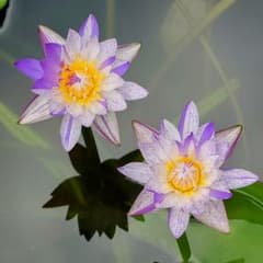 熱帯性睡蓮 ウタカタ 親株大苗 熱帯性睡蓮 ウタカタ 親株大苗 - メルカリ