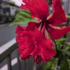 ハイビスカス 赤色 八重咲き - メルカリ