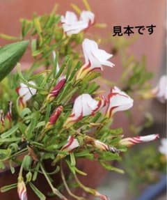 オキザリス パーシーカラー 抜き苗のサムネイル