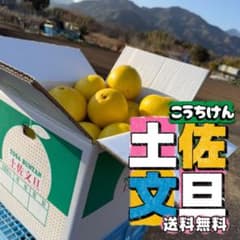 【残り2箱】高知県産 土佐文旦 ML 10kg 食べ頃 追熟済 訳あり 家庭用のサムネイル