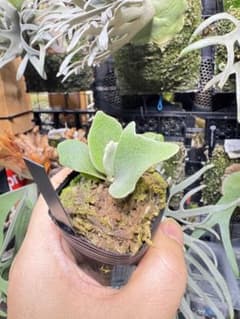 willinckii Fly ドワーフ確定 ⑤ - メルカリ