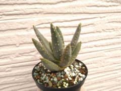 Aloe dichotoma1 ディコトマ アロエ 実生苗 抜き苗 多肉植物 - メルカリ
