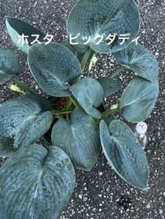 ホスタ・ギボウシ　ビッグダディ④　３芽　7号鉢　鉢ごと発送のサムネイル