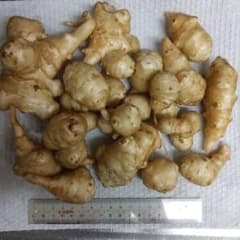 無農薬菊芋２kg(低糖質・イヌリン豊富)、種芋にも出来ますのサムネイル